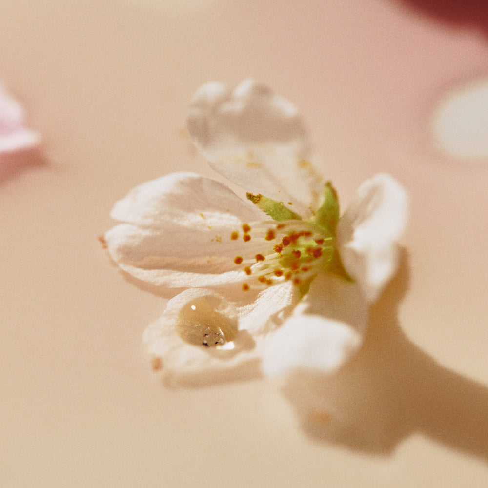 OSULLOC Cherry Blossom Tea — Close-up of a pale blossom and its shadow on a pink surface.