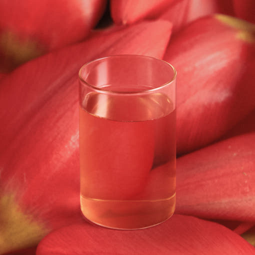 OSULLOC Camellia Forest Tea — Clear glass of pale tea set against large red petals.