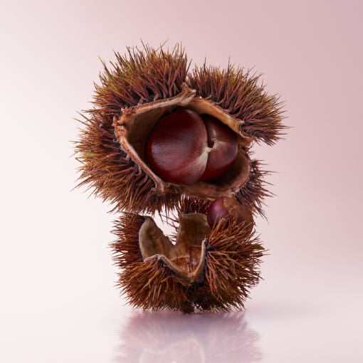 OSULLOC Marron Glace Black Tea — Close-up of chestnuts inside open spiny husks.